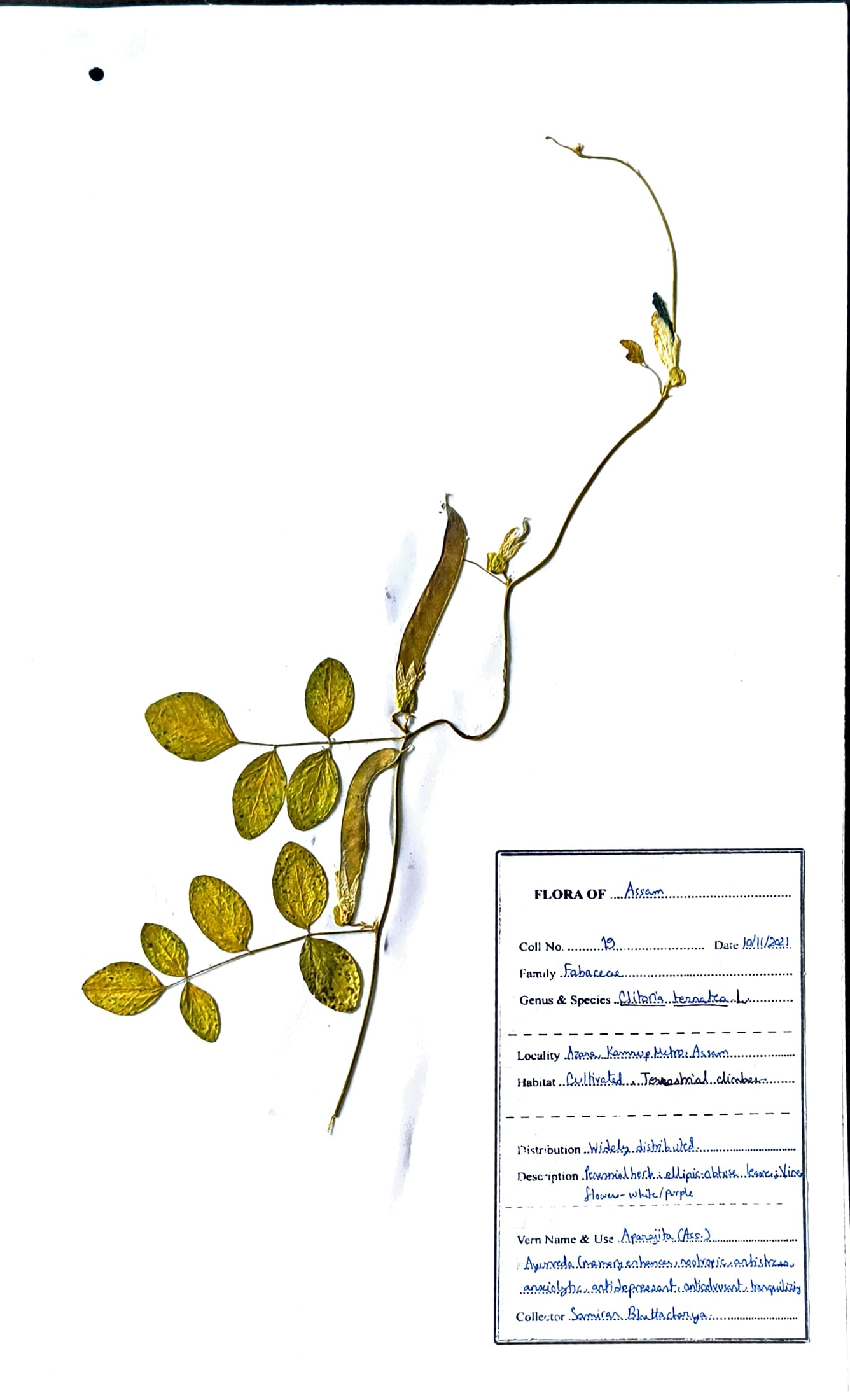 Aparajita (Ass.) (Herbarium)